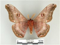 綠目天蠶蛾藏品圖，第2張