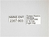 綠目天蠶蛾藏品圖，第3張