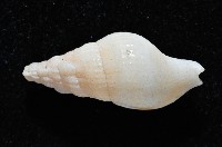 卡明氏布紋螺藏品圖，第2張