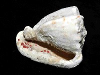 唐冠螺藏品圖，第4張