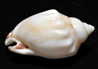 斑點小鬘螺藏品圖，第3張