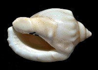 斑點小鬘螺藏品圖，第4張
