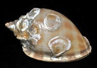 金帶鬘螺藏品圖，第2張