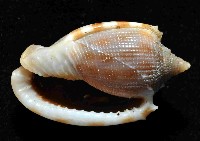 布紋鬘螺藏品圖，第4張