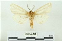 赭新污燈蛾藏品圖，第2張