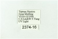 赭新污燈蛾藏品圖，第3張