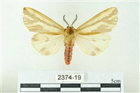 赭新污燈蛾藏品圖，第1張