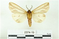 赭新污燈蛾藏品圖，第2張