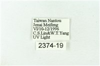 赭新污燈蛾藏品圖，第3張