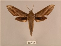 背線天蛾藏品圖，第1張