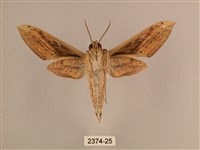 背線天蛾藏品圖，第2張