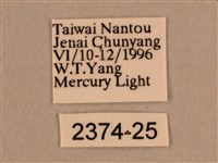 背線天蛾藏品圖，第3張