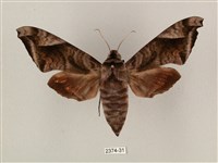 全緣缺角天蛾藏品圖，第1張