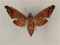 全緣缺角天蛾藏品圖，第2張