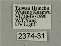 全緣缺角天蛾藏品圖，第3張