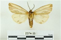 赭新污燈蛾藏品圖，第2張