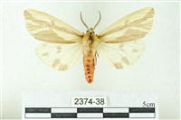 赭新污燈蛾藏品圖，第1張