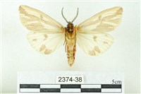 赭新污燈蛾藏品圖，第2張