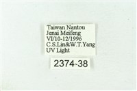 赭新污燈蛾藏品圖，第3張