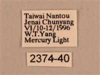 背線天蛾藏品圖，第3張