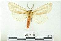 赭新污燈蛾藏品圖，第1張