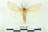 赭新污燈蛾藏品圖，第2張