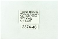 赭新污燈蛾藏品圖，第3張