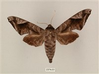 全緣缺角天蛾藏品圖，第1張