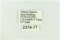 棍棒污燈蛾藏品圖，第3張