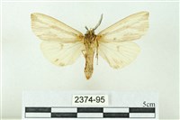 赭新污燈蛾藏品圖，第2張