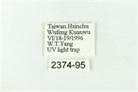 赭新污燈蛾藏品圖，第3張