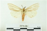 赭新污燈蛾藏品圖，第1張