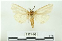 赭新污燈蛾藏品圖，第2張