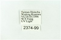 赭新污燈蛾藏品圖，第3張