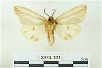 赭新污燈蛾藏品圖，第2張