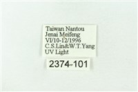 赭新污燈蛾藏品圖，第3張