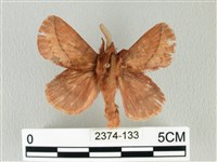 褐斜帶枯葉蛾藏品圖，第1張