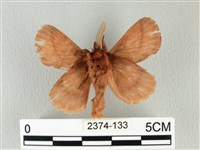 褐斜帶枯葉蛾藏品圖，第2張