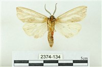 赭新污燈蛾藏品圖，第2張