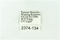 赭新污燈蛾藏品圖，第3張