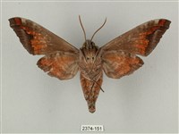 全緣缺角天蛾藏品圖，第2張