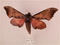 桃紅六點天蛾藏品圖，第1張