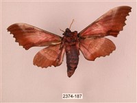 桃紅六點天蛾藏品圖，第2張