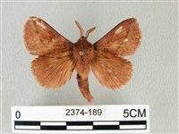 褐斜帶枯葉蛾藏品圖，第1張