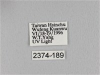 褐斜帶枯葉蛾藏品圖，第3張