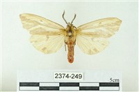 赭新污燈蛾藏品圖，第1張