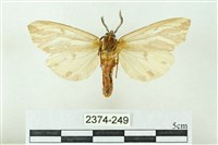 赭新污燈蛾藏品圖，第2張