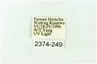 赭新污燈蛾藏品圖，第3張