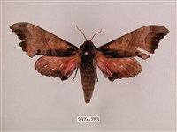 桃紅六點天蛾藏品圖，第1張