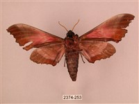 桃紅六點天蛾藏品圖，第2張